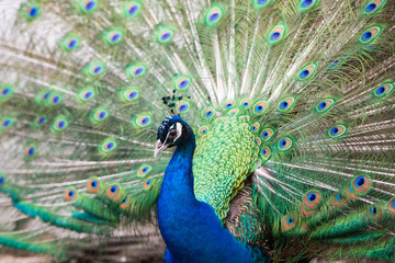 Obraz premium elegant peacock displaying its feathers