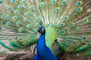 Obraz premium Peacock with Tail feathers extended