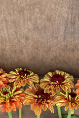 Vertical flat lay (background) of orange zinnia flowers on weathered wood, with copy space
