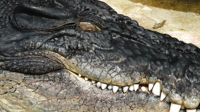 Close up of crocodile head laying down closing and opening it's eye.