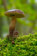 Fresh tasty mushrooms from the green forest
