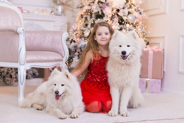  Girl and samoyed husky dog. Christmas