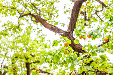 Low angle view of ripe hanging apricots fruit on tree in orchard in summer in Capitol Reef National Monument in Utah isolated against sky looking up