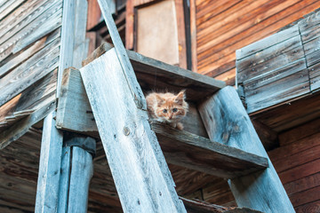 ginger curious kitten in the attic