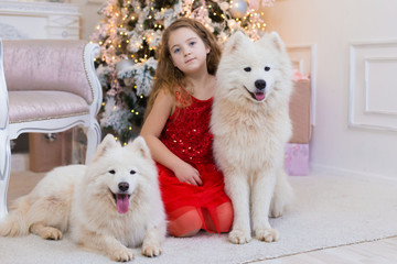  Girl and samoyed husky dog. Christmas