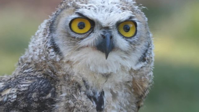 A surprised owl turns to look into the camera and it's eyes go wide as it bobs its head curiously.