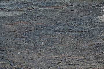 Textura tronco de árbol Full HD