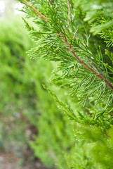 green branch of a tree