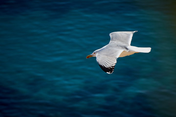 La gaviota en su vuelo diario