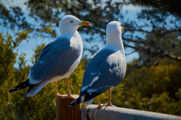 Conversación entre dos Gaviotas