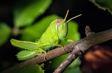 Criquet vert en macro