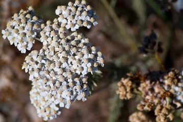 closeup of a blue flower