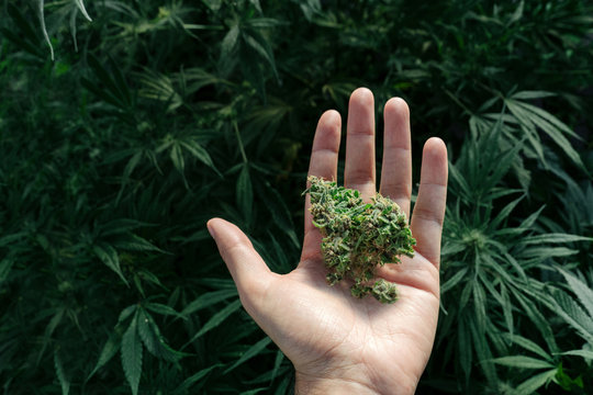 Hand Showing A Marijuana Bud.