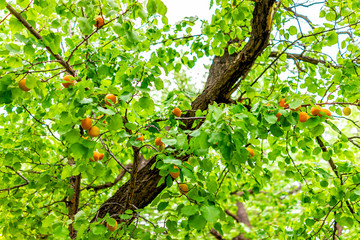 Many ripe hanging apricots fruit on tree in orchard in summer in Capitol Reef National Monument in Utah isolated on branch