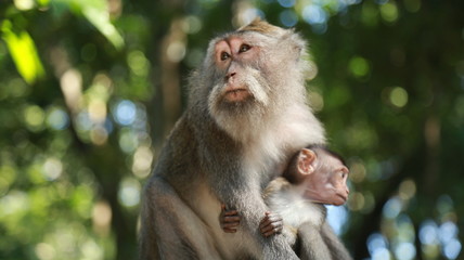 Mother Monkey