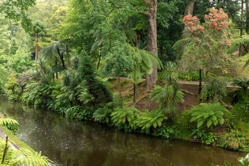 Garden alley along the water stream and lush green foliage in Terra Nostra Park in the Azores