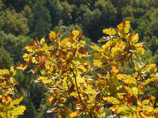 Colorful oak leaves lit by the rays of the sun on an autumn day