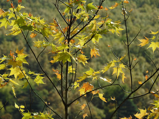 Colorful maple leaves lit by the rays of the sun on an autumn day