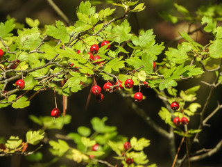 ripened red hawthorn fruits hang among green leaves on a tree in early autumn