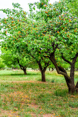 Fototapeta na wymiar Vertical view of ripe overripe spoiled rotten apricots fruit on ground and hanging on tree in orchard in summer in Capitol Reef National Monument in Utah
