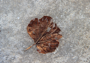 Solitary withered brown leaf on icy surface