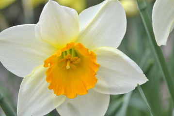 daffodil on black background