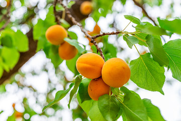 Macro closeup of hanging orange ripe apricots fruit on tree in orchard in summer in Capitol Reef National Monument in Utah