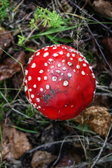 Fly agaric or fly Amanita mushroom, Amanita muscaria