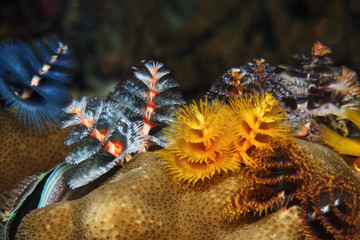 Multicolored sea worms Spirobranchus porites macro.