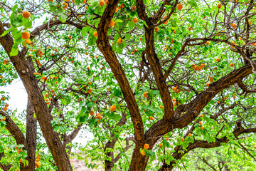 Many hanging orange ripe apricots fruit on tree in orchard in summer in Capitol Reef National Monument in Utah