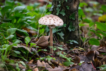 A large Shaggy Parasol mushroom in Cornish woodland