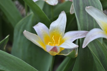 Fototapeta premium white flower