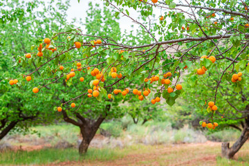 Fototapeta na wymiar Many hanging orange ripe apricots fruit on tree branch in orchard in summer in Capitol Reef National Monument in Utah