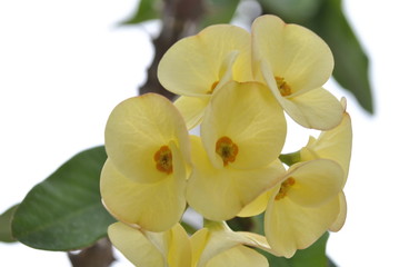 Fototapeta na wymiar yellow orchid on green background