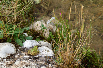 Esperando a la presa