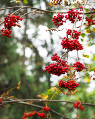 Sunny natural background with rowan berries and leaves
