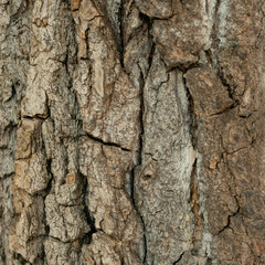 Background made of bark of wood