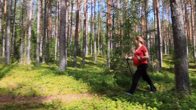 Pregnant woman walking in a summer forest using hiking poles_1557