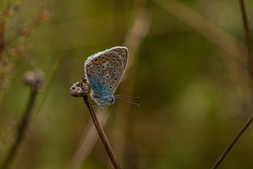 Nature