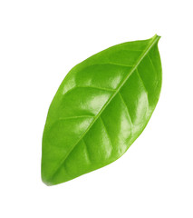 Fresh green coffee leaf isolated on white