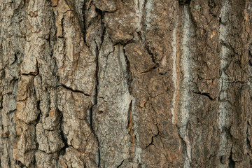 Background made of bark of wood