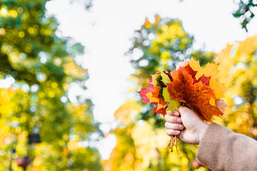 bouquet of yellow maple leaves close up in woman hand