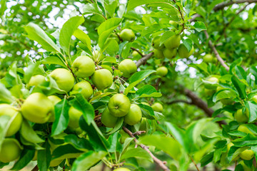 Low angle view of hanging unripe green apples fruit on tree in orchard in summer in Capitol Reef National Monument in Utah