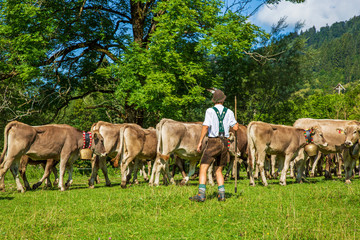Viehscheid - Hirte - Allgäu - Bad Hindelang