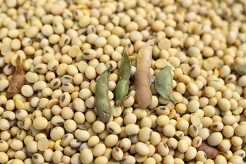 Soy, dry but not processed soy, in a farm hangar. Soy, close-up. Open soybean pods on a background of dry beans.