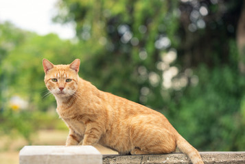 Orange tabby cat sitting outside