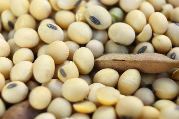 Soy, dry but not processed soy, in a farm hangar. Soy, close-up. Open soybean pods on a background of dry beans.