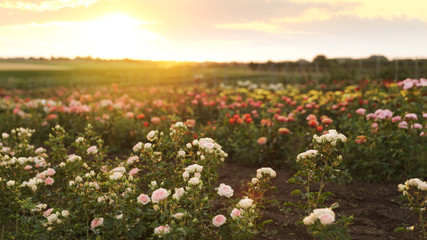 Bushes with beautiful roses in blooming field