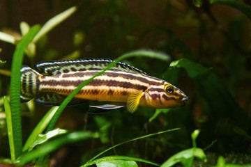 Julidochromis ornatus hybrid young male of freshwater fish, lake Tanganyika endemic species hide in rich plant vegetation in nature aquarium, beauty of nature