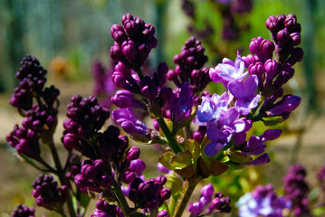 Obraz premium purple flowers in the garden